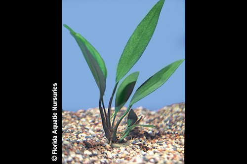 picture of Anubias Lanceolata Plant Med                                                                         Anubias lanceolata