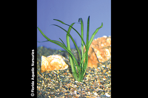 picture of Dwarf Sagittaria Subulata Plant Reg                                                                  Sagittaria subulata