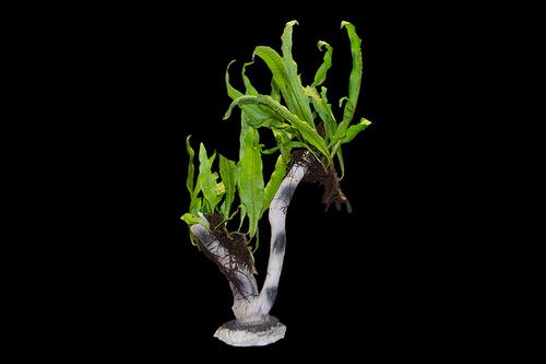 picture of Java Fern Plant On Clay Tree Reg                                                                     Microsorium pteropus