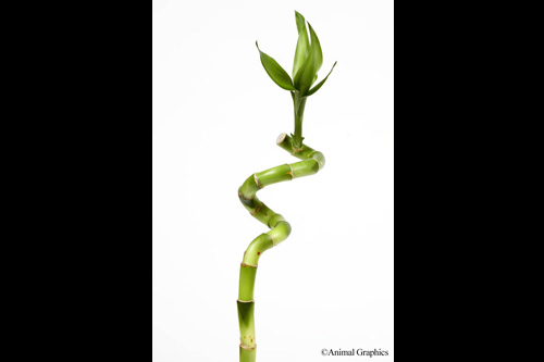 picture of Curly Lucky Bamboo Plant Med                                                                         Dracaena sanderiana