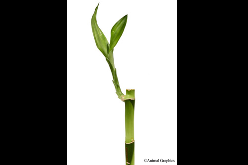 picture of Straight Lucky Bamboo Plant 12