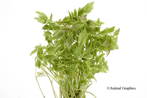 picture of Variegated Water Celery Potted Reg                                                                   Oenanthe javanica flamingo