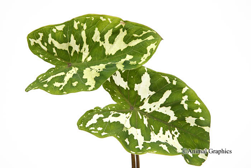 picture of Variegated Taro Potted Reg                                                                           Alocasia amazonica 'Hilo Beauty'