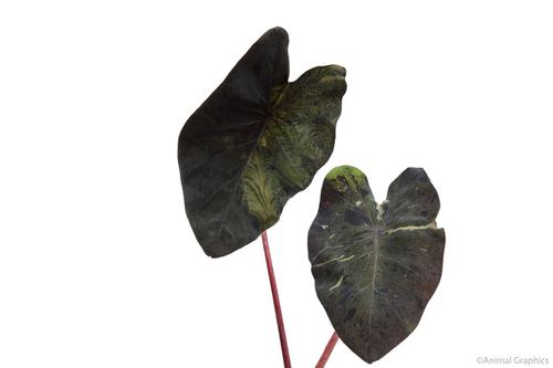 picture of Black Marble Taro Potted Reg                                                                         Colocasia esculenta 'Black Marble'