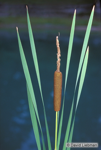 picture of Cattail Potted Med                                                                                   Typha latifolia