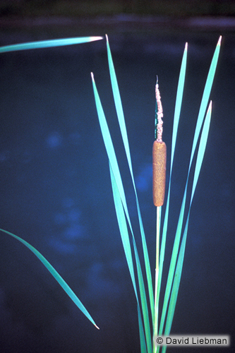 picture of Dwarf Cattail Potted Reg                                                                             Typha minima