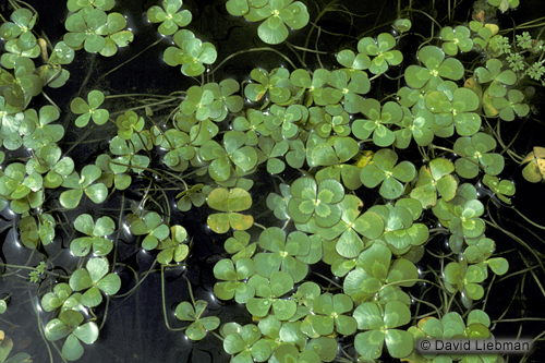 picture of Four Leaf Clover Marginal Potted Reg                                                                 Marsilea quadrifolia