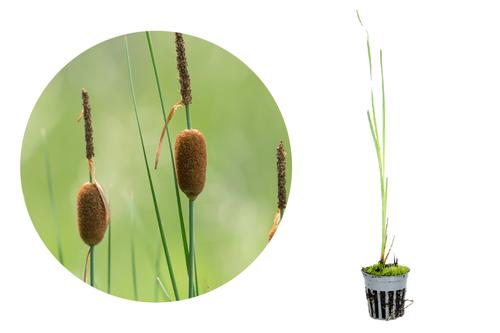 picture of HydrOasis™ Dwarf Cattail Potted Reg                                                                  Typha minima