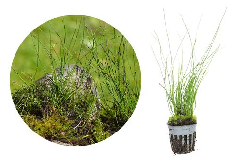 picture of HydrOasis™ Dwarf Horse Tail Rush Potted Reg                                                          Equisteum scirpoides