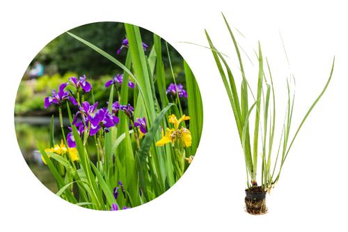 picture of HydrOasis™ Assorted Iris Potted Reg                                                                  Iris sp