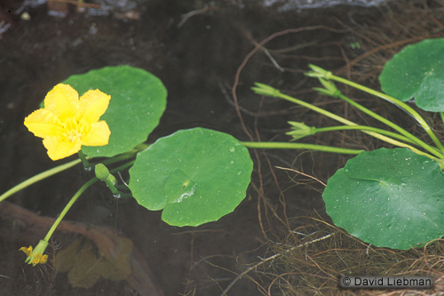 picture of Floating Heart Surface Plant                                                                         Nymphoides peltata