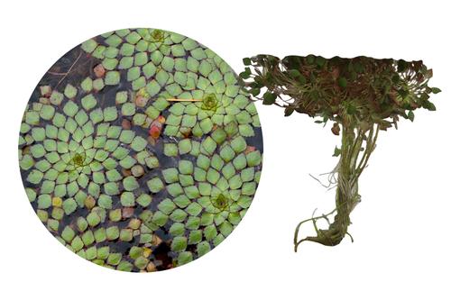 picture of HydrOasis™ Mosaic Surface Plant Reg                                                                  Ludwigia sedioides