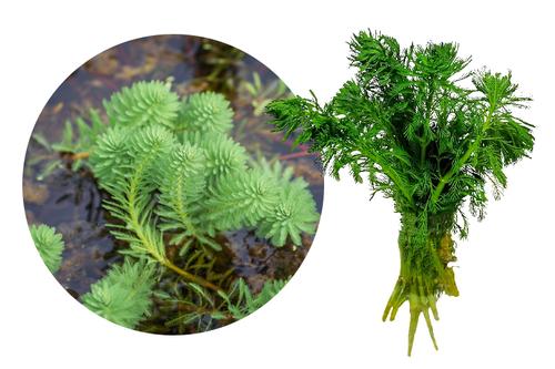 picture of HydrOasis™ Parrot's Feather Plant Bunched Reg                                                        Myriophyilum aquaticum
