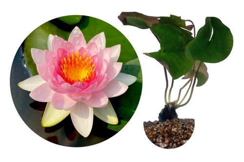 picture of HydrOasis™ Pink Hardy Water Lily                                                                     Nymphaea sp