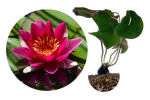 picture of HydrOasis™ Red Hardy Water Lily                                                                      Nymphaea sp