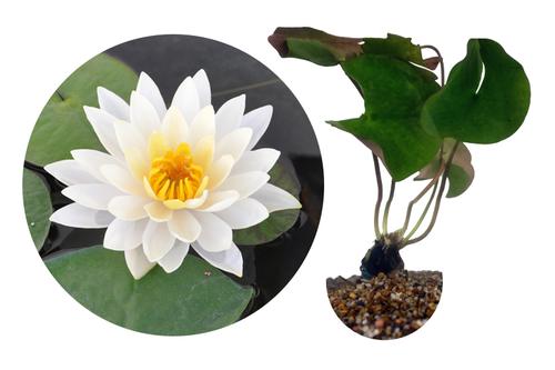picture of HydrOasis™ White Hardy Water Lily                                                                    Nymphaea sp