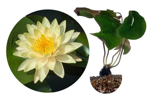 picture of HydrOasis™ Yellow Hardy Water Lily                                                                   Nymphaea sp
