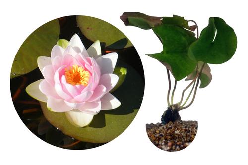 picture of HydrOasis™ Changeable Hardy Water Lily                                                               Nymphaea sp