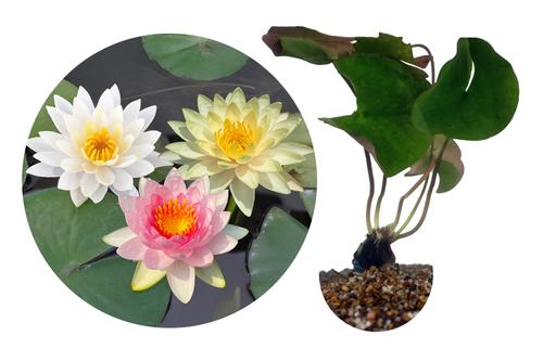 picture of HydrOasis™ Assorted Hardy Water Lily                                                                 Nymphaea sp