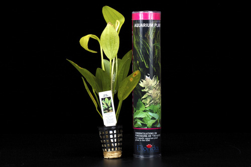 picture of Rose Sword Plant Tube Pack Lrg                                                                       Echinodorus sp. 'Rose'
