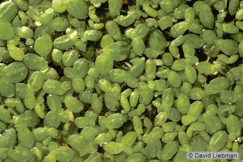 picture of Duckweed Floating Plant Packaged                                                                     Lemna minor