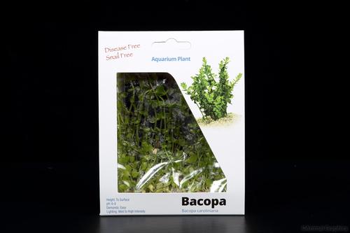 picture of Bacopa Plant Tissue Culture Reg                                                                      Bacopa caroliniana