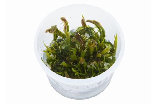 picture of Tropica Fontinalis Antipyretica Tissue Cultured Plant Cup - Easy                                     Fontinalis antipyretica
