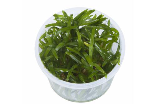 picture of Tropica Sagittaria Subulata Tissue Cultured Plant Cup - Easy                                         Sagittaria subulata