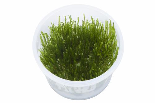 picture of Tropica Taxiphyllum 'Spiky' Tissue Cultured Plant Cup - Easy                                         Taxiphyllum 'Spiky'