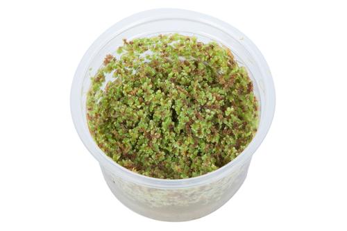 picture of Tropica Azolla Filiculoides Tissue Cultured Plant Cup - Easy                                         Azolla filiculoides