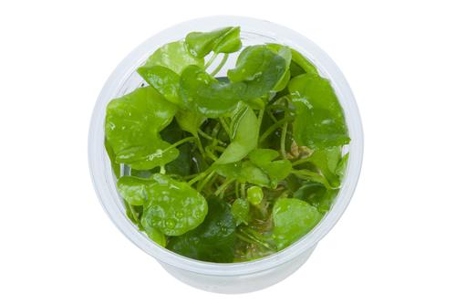 picture of Tropica Nymphoides Hydrophylla 'Taiwan' Tissue Cultured Plant Cup - Easy                             Nymphoides hydrophylla 'Taiwan'