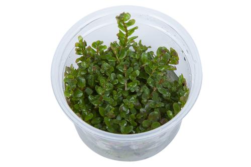 picture of Tropica Rotala Rotundifolia Tissue Cultured Plant Cup - Easy                                         Rotala rotundifolia
