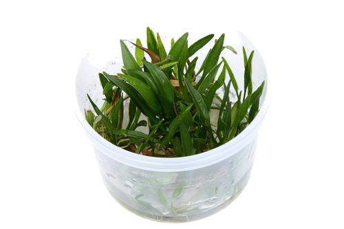 picture of Tropica Helanthium Tenellum  'Green' Tissue Cultured Plant Cup - Medium                              Helanthium tenellum