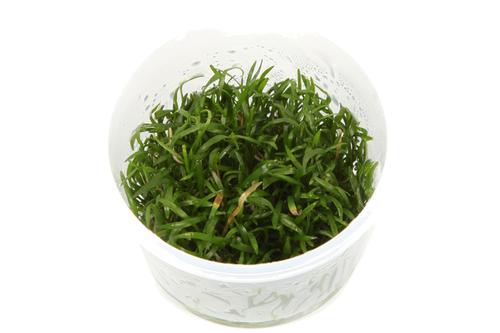 picture of Tropica Lilaeopsis Brasiliensis Tissue Cultured Plant Cup - Medium                                   Lilaeopsis brasiliensis