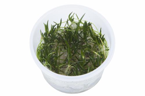 picture of Tropica Littorella Uniflora Tissue Cultured Plant Cup - Medium                                       Littorella uniflora