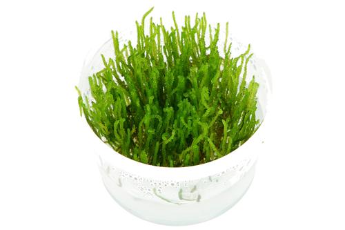 picture of Tropica Taxiphyllum 'Flame' Tissue Cultured Plant Cup - Medium                                       Taxiphyllum 'Flame'