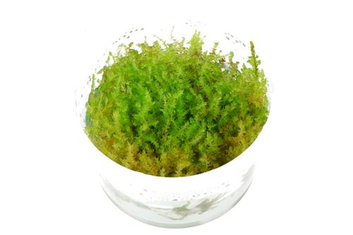 picture of Tropica Vesicularia Dubyana 'Christmas' Tissue Cultured Plant Cup - Medium                           Vesicularia dubyana 'Christmas'