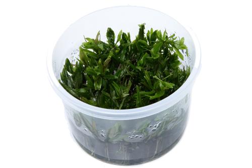 picture of Tropica Didiplis Diandra Tissue Cultured Plant Cup - Advanced                                        Didiplis diandra