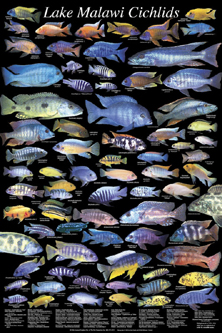 picture of Malawi Cichlids Poster                                                                               