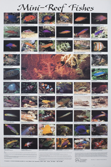 picture of Mini Reef Fishes Poster                                                                              