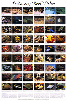 picture of Predatory Reef Fishes Poster                                                                         