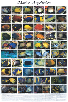 picture of Marine Angelfish Poster                                                                              