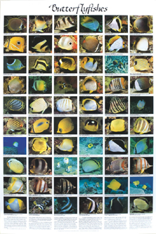 picture of Butterfly Fishes Poster                                                                              