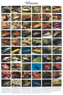 picture of Wrasses Poster                                                                                       