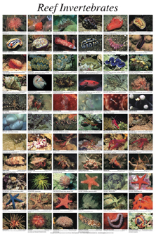 picture of Reef Invertebrates Poster                                                                            