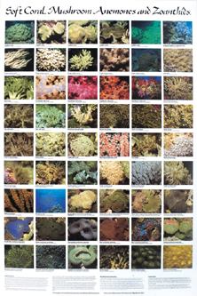 picture of Soft Corals Poster                                                                                   