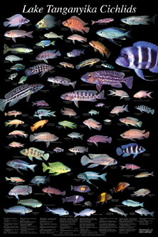 picture of Tanganyika Cichlids Poster                                                                           