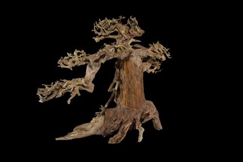 picture of Creeping Bonsai Driftwood M101 Med                                                                   Artocarpus heterophyllus