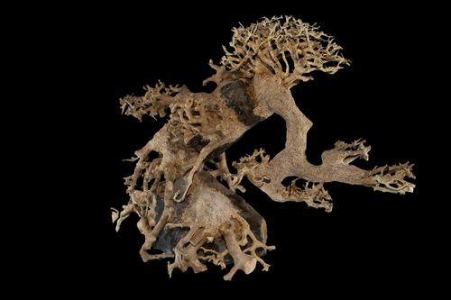 picture of Bonsai Driftwood on Rock M401 Med                                                                    Artocarpus heterophyllus