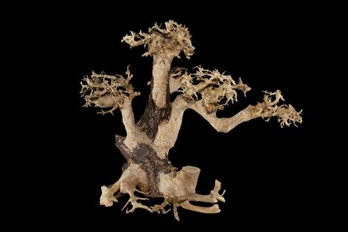 picture of Wind Swept Bonsai Driftwood M501 Med                                                                 Artocarpus heterophyllus